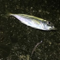 豆アジ ネンブツダイメッキ